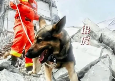 汶川搜救犬为什么全部处死