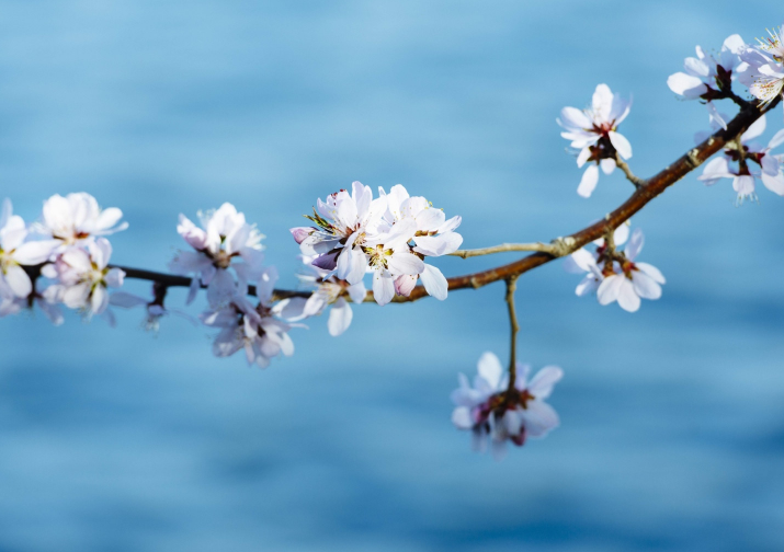 求各种花的名字