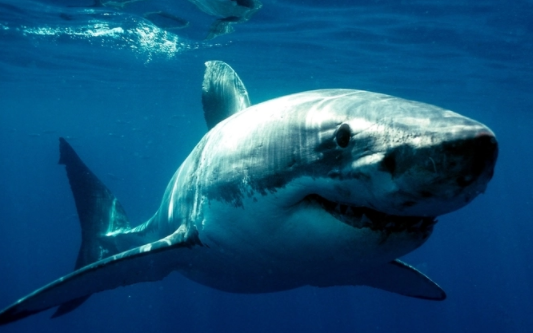 鲨鱼的祖先是什么？