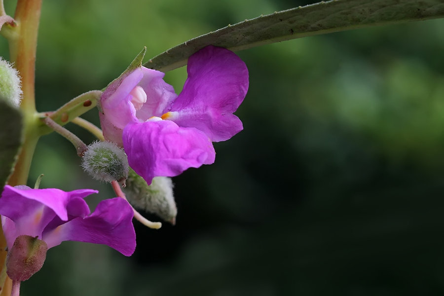 植物是怎样播种