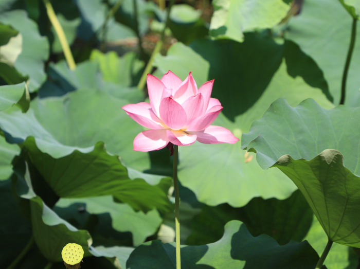 夏天有什么花会开