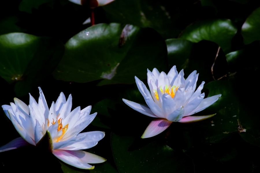 植物是怎样播种