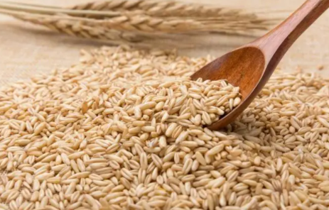燕麦是否可以用来饲养《蚂蚁庄园》？