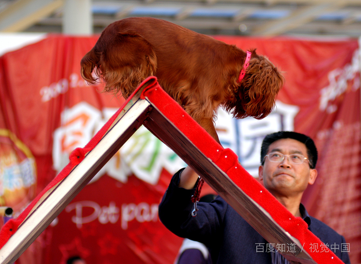 可卡犬都有什么颜色