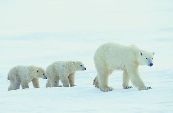 北极有北极熊，南极为什么没有熊？
