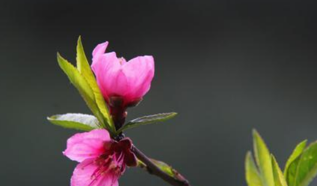 3月份都开了什么花