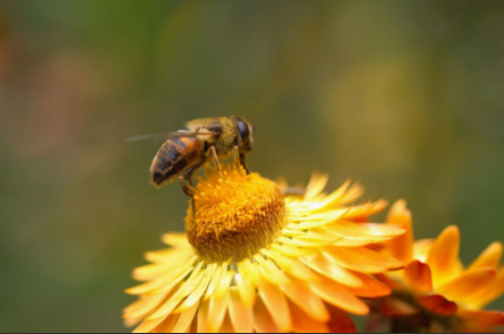 蜜蜂的单词是什么？