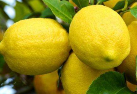 柠檬精是什么意思？
