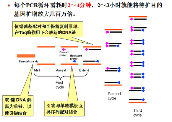 PCR引物浓度一般选多少