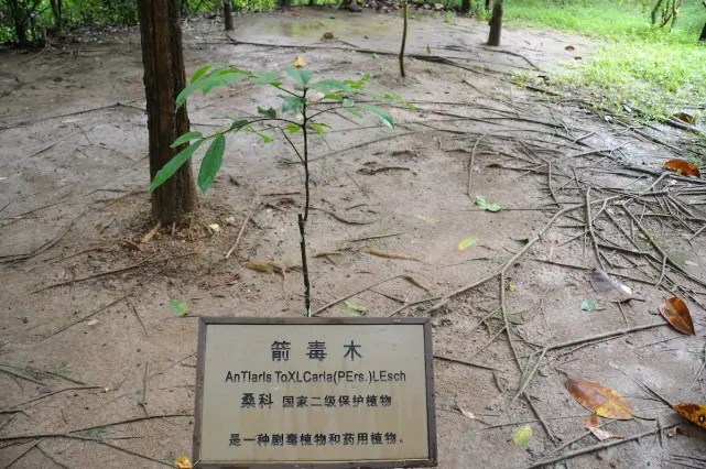 世界十大植物之最