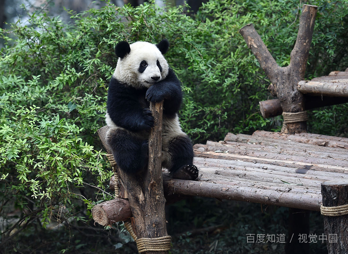 大熊猫是素食动物还是杂食动物？