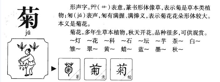 菊字可以组什么词