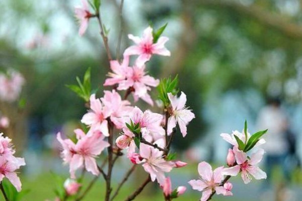 桃红复含宿雨全诗意思是什么？