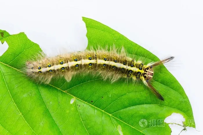 caterpillar英语怎么读
