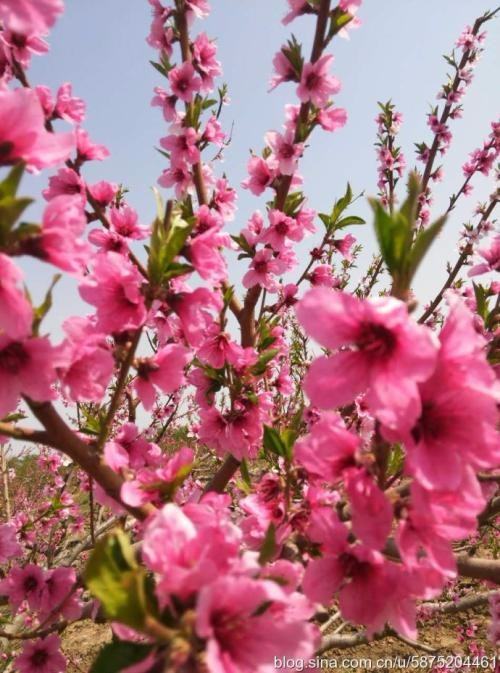 三月桃花 两人一马 明日天涯 是什么意思