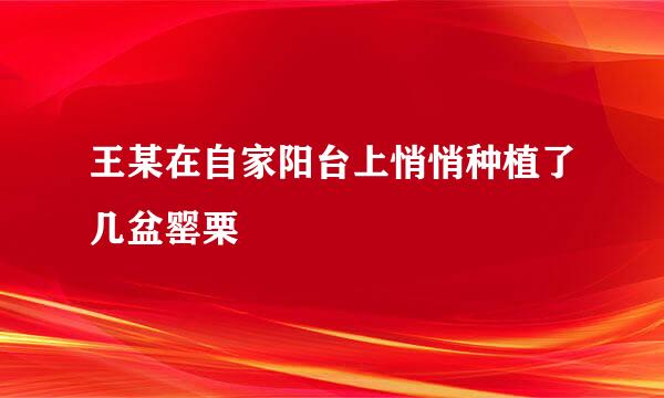 王某在自家阳台上悄悄种植了几盆罂栗