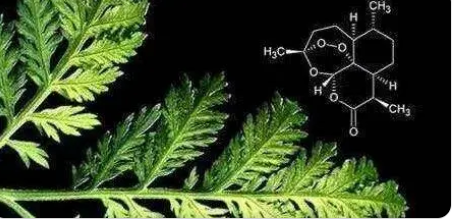 如何解析青蒿素的结构?