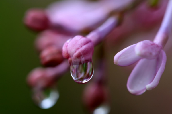 “芭蕉不展丁香结”和“丁香空结雨中愁”什么意思？