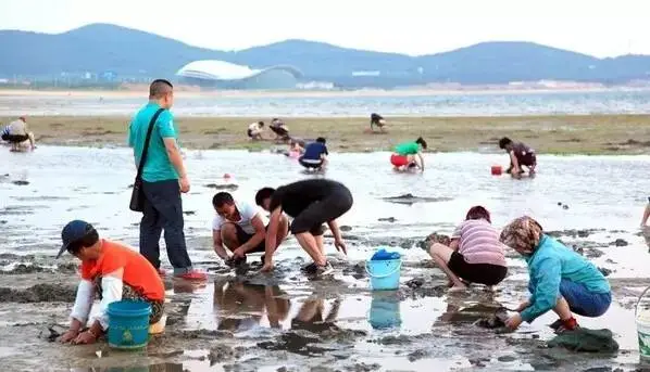 烟台赶海人一晚捞千余斤海肠，大量海肠来源到底是什么？