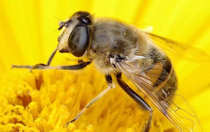 蜜蜂有哪些生活习性?
