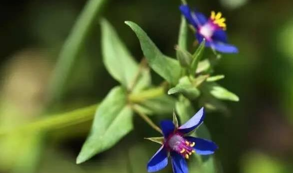 蓝繁缕花语