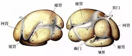 哪个动物有9个胃？