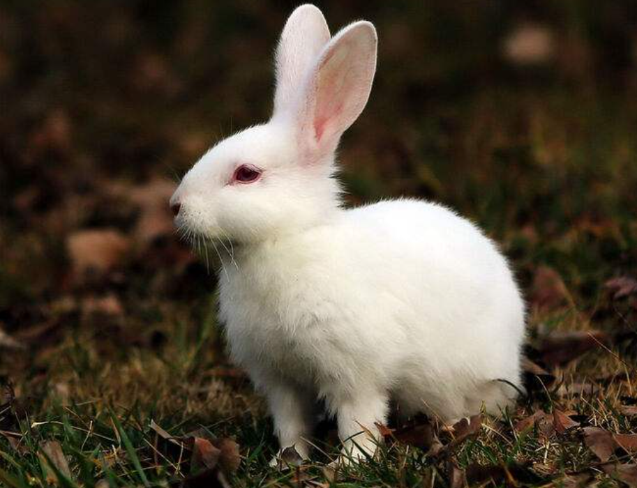小白兔的资料和特点是什么?
