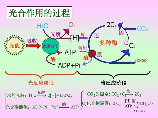 光合作用的意义是什么？