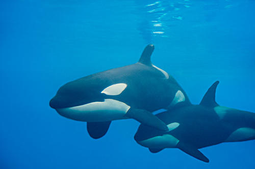 世界上最恐怖的鲸鱼是哪一种？