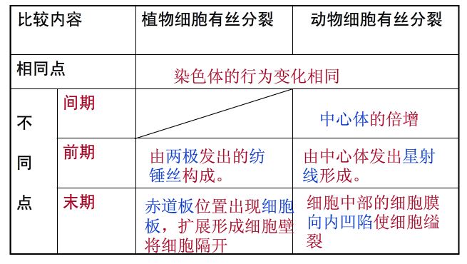 什么是有丝分裂？