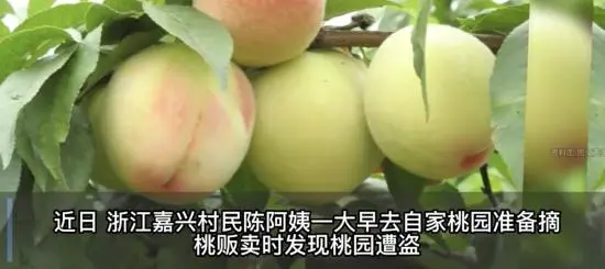 浙江3人嘴馋上树偷摘84斤水蜜桃被拘，他们的行为涉嫌什么罪？