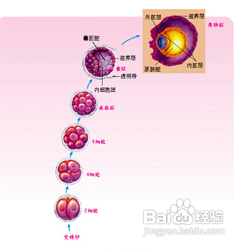 和女友第一次做完，连续做两次，做第二次的时候擦拭干净了，过了大概十几分钟才做的第二次会导致怀孕吗？