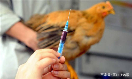 东莞报告1例H5N6病例，当事人到底是如何患上这种疾病的？