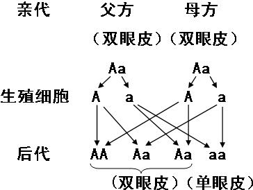 双眼皮是显性基因吗?