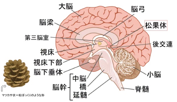 什么是松果体?