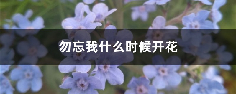 勿忘我花期，勿忘我什么时候开花