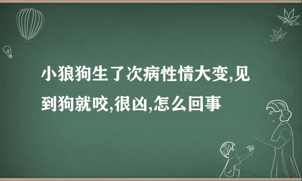 小狼狗生了次病性情大变,见到狗就咬,很凶,怎么回事