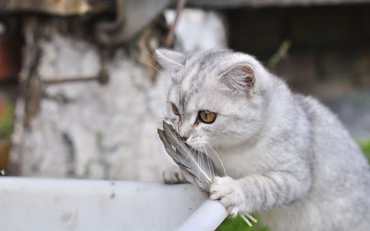 常州男子钓鱼救下被装袋子扔河的猫，这种恶劣的行为应当受到怎样的惩罚？