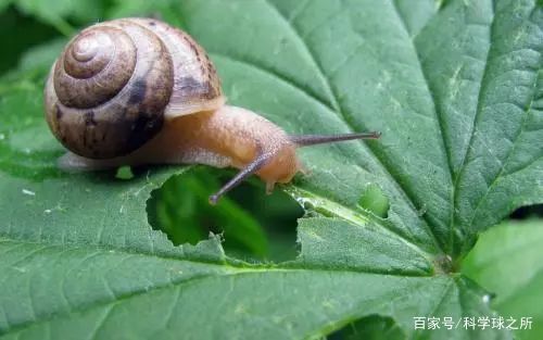 蜗牛喜欢在雨后出来活动，这究竟是怎么回事？