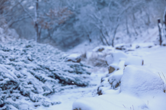 晴雪的意思