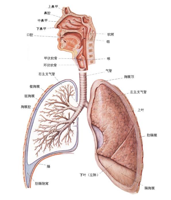 呼吸道的解释