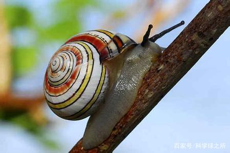 蜗牛喜欢在雨后出来活动，这究竟是怎么回事？