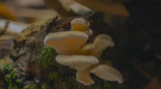 昆明一办公室内长出巨大蘑菇，专家对此是如何解读的？