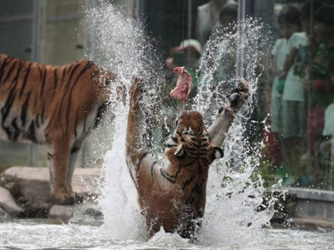 游客讲述上海野生动物园游览经历，为何惊险重重？
