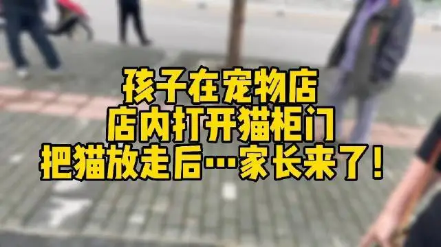 男孩放跑了客人寄存宠物店的2万元猫！这猫找回来了吗？