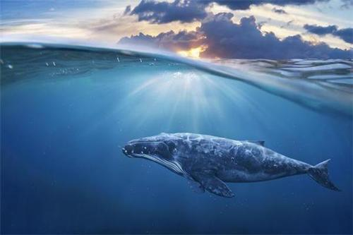 新西兰近百头鲸鱼集体搁浅海滩死亡，原因是什么？