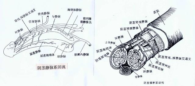 如何锻炼海绵体