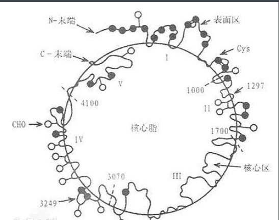 载脂蛋白A1是什么