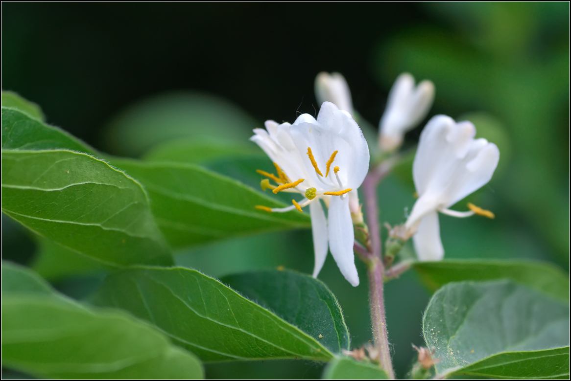 忍冬花是什么？