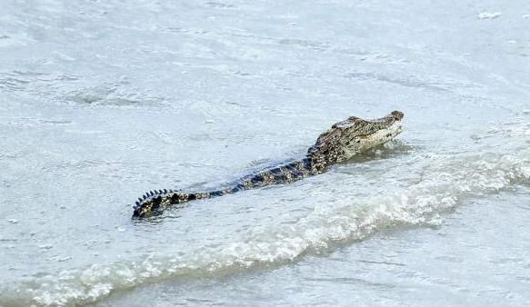 黄浦江边“在逃鳄鱼”被捕获，鳄鱼为什么会在黄浦江出现呢？